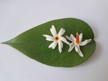 Parijat çiçeği (Nyctanthes ağaç-tristis) beyaz arkaplanda izole edilmiş parijat yaprağının üzerinde