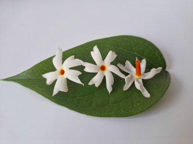 Parijat çiçeği (Nyctanthes ağaç-tristis) beyaz arkaplanda izole edilmiş parijat yaprağının üzerinde