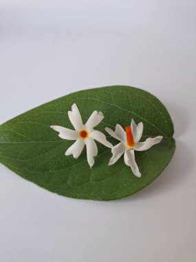 Parijat çiçeği (Nyctanthes ağaç-tristis) beyaz arkaplanda izole edilmiş parijat yaprağının üzerinde