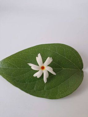 Parijat çiçeği (Nyctanthes ağaç-tristis) beyaz arkaplanda izole edilmiş parijat yaprağının üzerinde