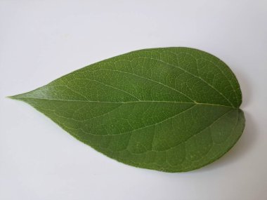 Beyaz arka planda taze parijat yaprakları. Parijat (Nyctanthes ağaç-tristis) yaprakları, ayrıca Gece Çiçeği Yasemin olarak da bilinir, çeşitli sağlık faydaları için geleneksel tıpta yaygın olarak kullanılır.