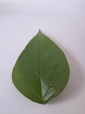 Beyaz arka planda taze parijat yaprakları. Parijat (Nyctanthes ağaç-tristis) yaprakları, ayrıca Gece Çiçeği Yasemin olarak da bilinir, çeşitli sağlık faydaları için geleneksel tıpta yaygın olarak kullanılır.