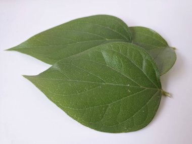 Beyaz arka planda taze parijat yaprakları. Parijat (Nyctanthes ağaç-tristis) yaprakları, ayrıca Gece Çiçeği Yasemin olarak da bilinir, çeşitli sağlık faydaları için geleneksel tıpta yaygın olarak kullanılır.