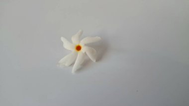 Beyaz arka planda izole edilmiş Nyctanthes ağaç tristis çiçeği