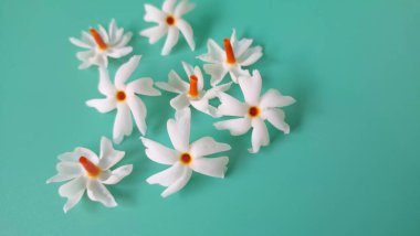 Yeşil arka planda mercan yasemin çiçeği. Bu çiçek ayrıca Parijat veya Harsingar gibi diğer isimlerle de bilinir. Yıldız şeklinde, beyaz çiçeklerin yasemin gibi bir kokusu var.