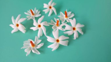 Yeşil arka planda mercan yasemin çiçeği. Bu çiçek ayrıca Parijat veya Harsingar gibi diğer isimlerle de bilinir. Yıldız şeklinde, beyaz çiçeklerin yasemin gibi bir kokusu var.