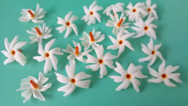 Yeşil arka planda mercan yasemin çiçeği. Bu çiçek ayrıca Parijat veya Harsingar gibi diğer isimlerle de bilinir. Yıldız şeklinde, beyaz çiçeklerin yasemin gibi bir kokusu var.