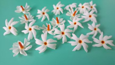 Yeşil arka planda mercan yasemin çiçeği. Bu çiçek ayrıca Parijat veya Harsingar gibi diğer isimlerle de bilinir. Yıldız şeklinde, beyaz çiçeklerin yasemin gibi bir kokusu var.