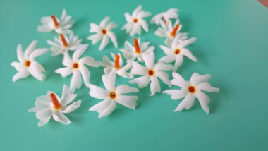 Yeşil arka planda mercan yasemin çiçeği. Bu çiçek ayrıca Parijat veya Harsingar gibi diğer isimlerle de bilinir. Yıldız şeklinde, beyaz çiçeklerin yasemin gibi bir kokusu var.