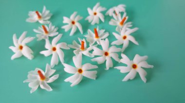 Yeşil arka planda mercan yasemin çiçeği. Bu çiçek ayrıca Parijat veya Harsingar gibi diğer isimlerle de bilinir. Yıldız şeklinde, beyaz çiçeklerin yasemin gibi bir kokusu var.