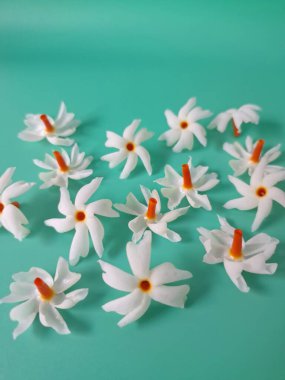 Yeşil arka planda mercan yasemin çiçeği. Bu çiçek ayrıca Parijat veya Harsingar gibi diğer isimlerle de bilinir. Yıldız şeklinde, beyaz çiçeklerin yasemin gibi bir kokusu var.