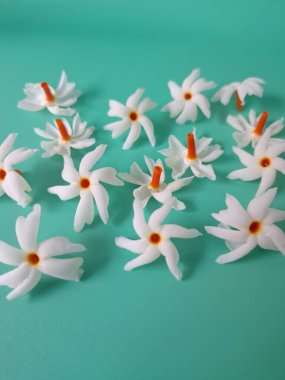 Yeşil arka planda mercan yasemin çiçeği. Bu çiçek ayrıca Parijat veya Harsingar gibi diğer isimlerle de bilinir. Yıldız şeklinde, beyaz çiçeklerin yasemin gibi bir kokusu var.