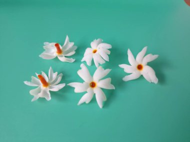 Yeşil arka planda mercan yasemin çiçeği. Bu çiçek ayrıca Parijat veya Harsingar gibi diğer isimlerle de bilinir. Yıldız şeklinde, beyaz çiçeklerin yasemin gibi bir kokusu var.