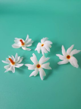 Yeşil arka planda mercan yasemin çiçeği. Bu çiçek ayrıca Parijat veya Harsingar gibi diğer isimlerle de bilinir. Yıldız şeklinde, beyaz çiçeklerin yasemin gibi bir kokusu var.