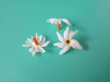 Yeşil arka planda mercan yasemin çiçeği. Bu çiçek ayrıca Parijat veya Harsingar gibi diğer isimlerle de bilinir. Yıldız şeklinde, beyaz çiçeklerin yasemin gibi bir kokusu var.