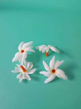 Yeşil arka planda mercan yasemin çiçeği. Bu çiçek ayrıca Parijat veya Harsingar gibi diğer isimlerle de bilinir. Yıldız şeklinde, beyaz çiçeklerin yasemin gibi bir kokusu var.