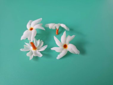 Yeşil arka planda mercan yasemin çiçeği. Bu çiçek ayrıca Parijat veya Harsingar gibi diğer isimlerle de bilinir. Yıldız şeklinde, beyaz çiçeklerin yasemin gibi bir kokusu var.