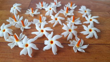 Taze parijat çiçekleri masada. Parijat çiçeğinin çeşitli kullanımları vardır, hem tıbbi hem de kültürel. Ayurvedic tıpta ateş, öksürük ve soğuk algınlığını tedavi etmek için kullanılır. Çiçekler Hindu ayinlerinde ve tanrılara adak olarak da kullanılır.