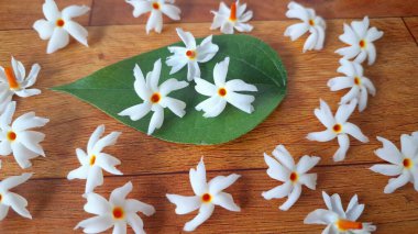 Taze parijat çiçekleri masada. Parijat çiçeğinin çeşitli kullanımları vardır, hem tıbbi hem de kültürel. Ayurvedic tıpta ateş, öksürük ve soğuk algınlığını tedavi etmek için kullanılır. Çiçekler Hindu ayinlerinde ve tanrılara adak olarak da kullanılır.