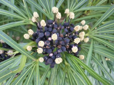 Ağacın üzerinde miagos çalı meyvesi. Palmiye ağacı, parlak yeşil görünümlü bileşik yapraklar ve sarı lekeler olabilir. Küçük, beyaz çiçekler üretir ve yenilemez siyah meyveler üretir.