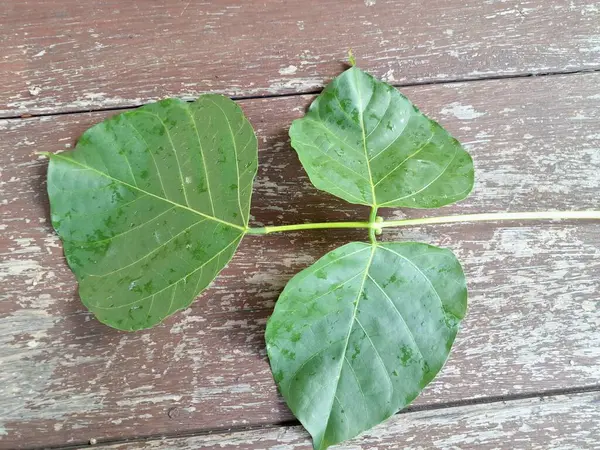 Erythrina subumbrans yaprakları Endonezya 'da dadap serep yaprakları olarak da bilinir. Gıda, ilaç ve çeşitli geleneksel uygulamalar da dahil olmak üzere çeşitli kullanımları vardır. Genç yapraklar Java 'da sık sık buğulanır ve salata olarak yenir.