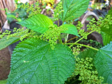Kanada ısırgan otu bahçelerde vahşi olarak yetişir. Bu bitkinin kıllı alternatif yaprakları var. Dokunulduğunda canını yakabilir. Acı verici temas dermatitine neden olmasıyla bilinir.