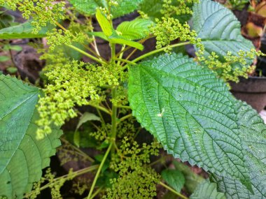 Kanada ısırgan otu bahçelerde vahşi olarak yetişir. Bu bitkinin kıllı alternatif yaprakları var. Dokunulduğunda canını yakabilir. Acı verici temas dermatitine neden olmasıyla bilinir.