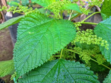 Kanada ısırgan otu bahçelerde vahşi olarak yetişir. Bu bitkinin kıllı alternatif yaprakları var. Dokunulduğunda canını yakabilir. Acı verici temas dermatitine neden olmasıyla bilinir.