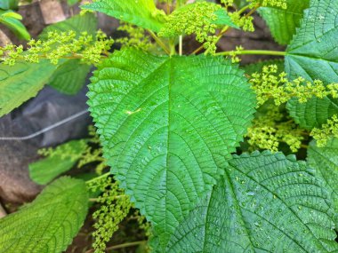 Kanada ısırgan otu bahçelerde vahşi olarak yetişir. Bu bitkinin kıllı alternatif yaprakları var. Dokunulduğunda canını yakabilir. Acı verici temas dermatitine neden olmasıyla bilinir.