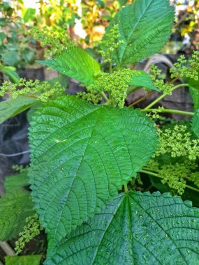 Kanada ısırgan otu bahçelerde vahşi olarak yetişir. Bu bitkinin kıllı alternatif yaprakları var. Dokunulduğunda canını yakabilir. Acı verici temas dermatitine neden olmasıyla bilinir.