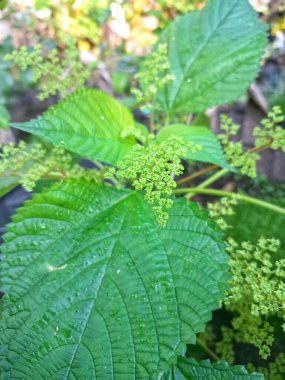 Kanada ısırgan otu bahçelerde vahşi olarak yetişir. Bu bitkinin kıllı alternatif yaprakları var. Dokunulduğunda canını yakabilir. Acı verici temas dermatitine neden olmasıyla bilinir.