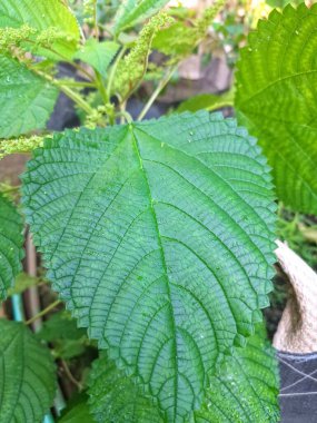 Kanada ısırgan otu bahçelerde vahşi olarak yetişir. Bu bitkinin kıllı alternatif yaprakları var. Dokunulduğunda canını yakabilir. Acı verici temas dermatitine neden olmasıyla bilinir.