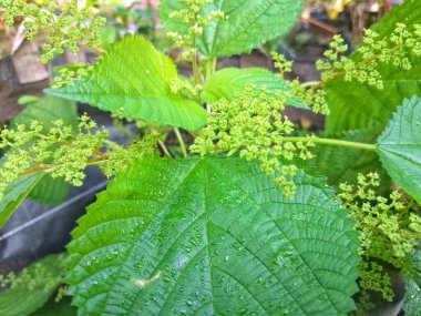 Kanada ısırgan otu bahçelerde vahşi olarak yetişir. Bu bitkinin kıllı alternatif yaprakları var. Dokunulduğunda canını yakabilir. Acı verici temas dermatitine neden olmasıyla bilinir.