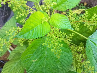 Kanada ısırgan otu bahçelerde vahşi olarak yetişir. Bu bitkinin kıllı alternatif yaprakları var. Dokunulduğunda canını yakabilir. Acı verici temas dermatitine neden olmasıyla bilinir.