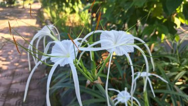 Endonezya bahçesindeki plaj örümceği çiçek ağacı. Beyaz örümceğe benzeyen güzel çiçekleri, kuraklığa dayanıklılığı ve kumlu toprakları dengeleme yeteneği ile bilinir.