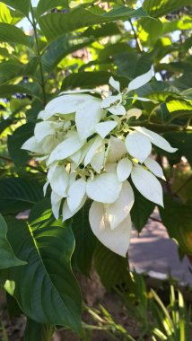 Endonezya ev bahçesindeki beyaz mussaenda çiçeği ağacı. Gösterişli, kremsi beyaz fren yapraklarına sahip, küçük, sarı, boru şeklinde çiçekleri çevreleyen her daim yeşil bir çalıdır.