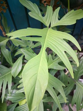 Sengonyum Florida Güzeli. Çekici ve çeşitli yapraklarıyla tanınan bu bitki. Kalp şeklindeki yapraklarla karakterize edilir. Yeşil bir tabanda kremsi beyazdan sarı varyasyona kadar...