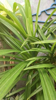 Kokulu pandan ağacı. Güneydoğu Asya mutfağında yaygın olarak kullanılan aromatik yaprakları için ekilmiş tropikal bir bitki. Uzun, ince ve omurgasız yaprakları olan küçük, çalıya benzeyen bir bitki.