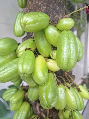 Bilimbi meyvesi ağaçta. Bilimbi meyvesi ya da salatalık ağacı, hem aşçılık hem de tıbbi uygulamalarda kullanılan çok yönlü bir meyvedir. Ekşi tadı için çok değerlidir ve Güneydoğu Asya mutfağında yemeklere keskin bir tat katmak için kullanılır.