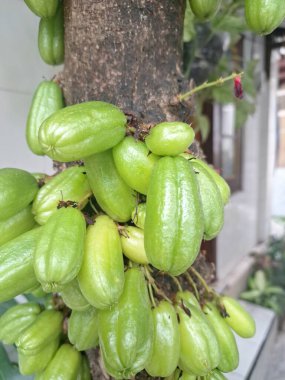 Bilimbi meyvesi ağaçta. Bilimbi meyvesi ya da salatalık ağacı, hem aşçılık hem de tıbbi uygulamalarda kullanılan çok yönlü bir meyvedir. Ekşi tadı için çok değerlidir ve Güneydoğu Asya mutfağında yemeklere keskin bir tat katmak için kullanılır.