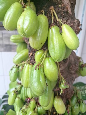 Bilimbi meyvesi ağaçta. Bilimbi meyvesi ya da salatalık ağacı, hem aşçılık hem de tıbbi uygulamalarda kullanılan çok yönlü bir meyvedir. Ekşi tadı için çok değerlidir ve Güneydoğu Asya mutfağında yemeklere keskin bir tat katmak için kullanılır.