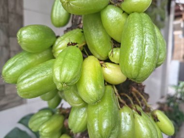 Bilimbi meyvesi ağaçta. Bilimbi meyvesi ya da salatalık ağacı, hem aşçılık hem de tıbbi uygulamalarda kullanılan çok yönlü bir meyvedir. Ekşi tadı için çok değerlidir ve Güneydoğu Asya mutfağında yemeklere keskin bir tat katmak için kullanılır.