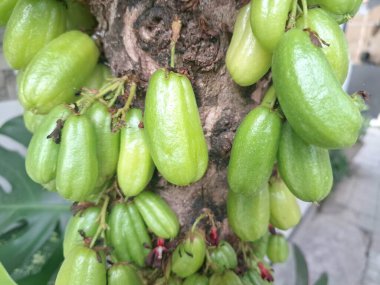 Bilimbi meyvesi ağaçta. Bilimbi meyvesi ya da salatalık ağacı, hem aşçılık hem de tıbbi uygulamalarda kullanılan çok yönlü bir meyvedir. Ekşi tadı için çok değerlidir ve Güneydoğu Asya mutfağında yemeklere keskin bir tat katmak için kullanılır.