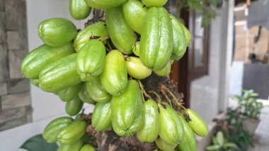 Bilimbi meyvesi ağaçta. Bilimbi meyvesi ya da salatalık ağacı, hem aşçılık hem de tıbbi uygulamalarda kullanılan çok yönlü bir meyvedir. Ekşi tadı için çok değerlidir ve Güneydoğu Asya mutfağında yemeklere keskin bir tat katmak için kullanılır.