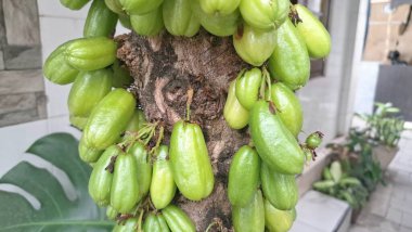 Bilimbi meyvesi ağaçta. Bilimbi meyvesi ya da salatalık ağacı, hem aşçılık hem de tıbbi uygulamalarda kullanılan çok yönlü bir meyvedir. Ekşi tadı için çok değerlidir ve Güneydoğu Asya mutfağında yemeklere keskin bir tat katmak için kullanılır.