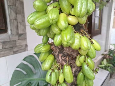 Bilimbi meyvesi ağaçta. Bilimbi meyvesi ya da salatalık ağacı, hem aşçılık hem de tıbbi uygulamalarda kullanılan çok yönlü bir meyvedir. Ekşi tadı için çok değerlidir ve Güneydoğu Asya mutfağında yemeklere keskin bir tat katmak için kullanılır.