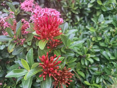 Çin Ixora çiçeği. Bu çiçekler genellikle kırmızı, pembe, turuncu ve sarı tonlarda gelir. Bitkiye bakmak nispeten kolaydır ve bahçelere biraz renk katmasıyla ünlüdür.