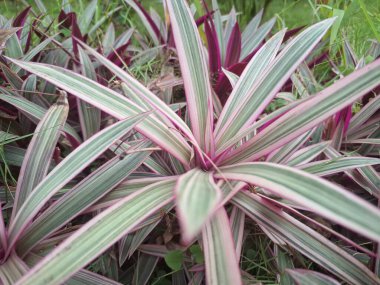 Pink Tradescantia spathacea plant. This is a striking, clumping perennial with vibrant, variegated foliage. It features dark green leaves with bold pink stripes and a purple underside