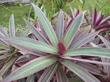 Pink Tradescantia spathacea plant. This is a striking, clumping perennial with vibrant, variegated foliage. It features dark green leaves with bold pink stripes and a purple underside