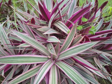 Pink Tradescantia spathacea plant. This is a striking, clumping perennial with vibrant, variegated foliage. It features dark green leaves with bold pink stripes and a purple underside